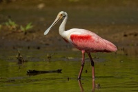 Kolpik ruzovy - Platalea ajaja - Roseate Spoonbill 7544